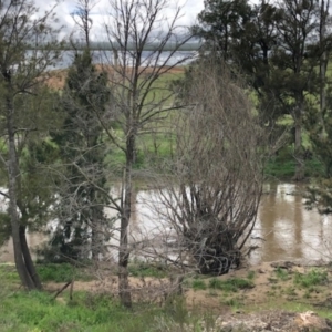 FrogWatch survey at MOL450: Molonglo River downstr - 19 Oct 2020