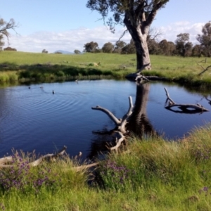 FrogWatch survey at KAM150: North Kama, South Dam - 20 Oct 2020