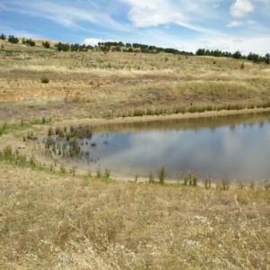 FrogWatch survey at NAD036: Larch Dam Forest 36 - 30 Dec 2020