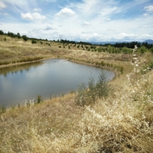 FrogWatch survey at NAD036: Larch Dam Forest 36 - 30 Dec 2020