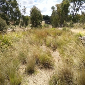 FrogWatch survey at NAS100: STEP Dam Lot 100 - 30 Dec 2020