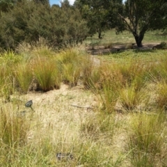 FrogWatch survey at NAS100: STEP Dam Lot 100 - 30 Dec 2020