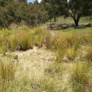 FrogWatch survey at NAS100: STEP Dam Lot 100 - 30 Dec 2020