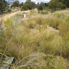 FrogWatch survey at NAS100: STEP Dam Lot 100 - 30 Dec 2020