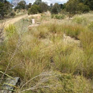 FrogWatch survey at NAS100: STEP Dam Lot 100 - 30 Dec 2020