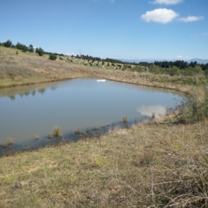 FrogWatch survey at NAD036: Larch Dam Forest 36 - 31 Mar 2021