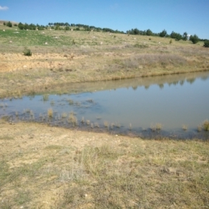 FrogWatch survey at NAD036: Larch Dam Forest 36 - 31 Mar 2021