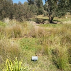 FrogWatch survey at NAS100: STEP Dam Lot 100 - 31 Mar 2021