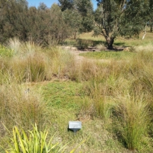 FrogWatch survey at NAS100: STEP Dam Lot 100 - 31 Mar 2021