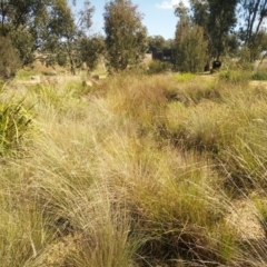 FrogWatch survey at NAS100: STEP Dam Lot 100 - 31 Mar 2021