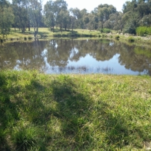 FrogWatch survey at NAD034: Cork Oak Dam Lot 34 - 31 Mar 2021