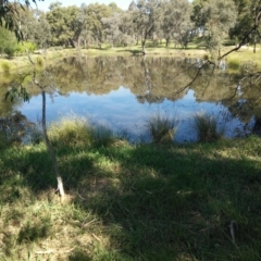 FrogWatch survey at NAD034: Cork Oak Dam Lot 34 - 31 Mar 2021