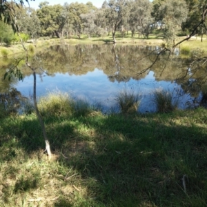 FrogWatch survey at NAD034: Cork Oak Dam Lot 34 - 31 Mar 2021