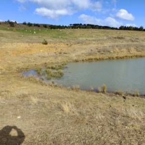 FrogWatch survey at NAD036: Larch Dam Forest 36 - 26 May 2021