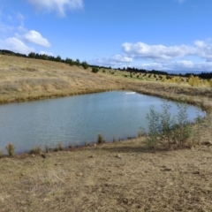 FrogWatch survey at NAD036: Larch Dam Forest 36 - 26 May 2021