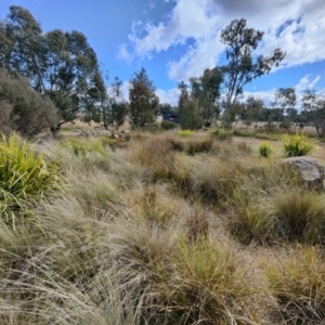 FrogWatch survey at NAS100: STEP Dam Lot 100 - 26 May 2021