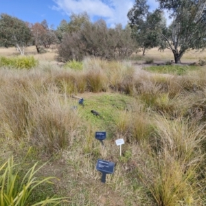 FrogWatch survey at NAS100: STEP Dam Lot 100 - 26 May 2021