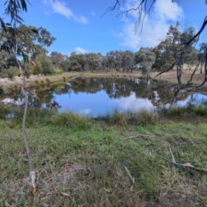 FrogWatch survey at NAD034: Cork Oak Dam Lot 34 - 26 May 2021