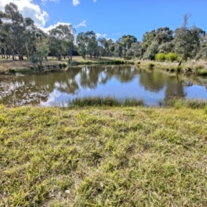 FrogWatch survey at NAD034: Cork Oak Dam Lot 34 - 26 May 2021