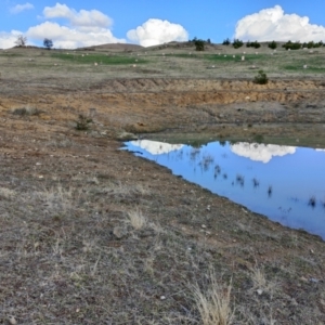 FrogWatch survey at NAD036: Larch Dam Forest 36 - 30 Jun 2021