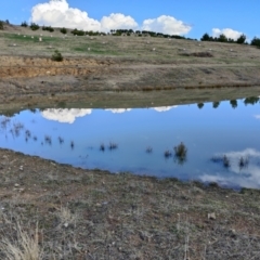 FrogWatch survey at NAD036: Larch Dam Forest 36 - 30 Jun 2021