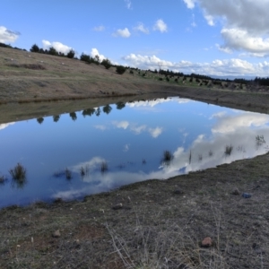 FrogWatch survey at NAD036: Larch Dam Forest 36 - 30 Jun 2021