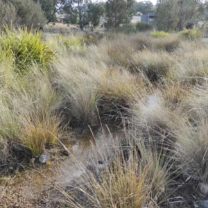 FrogWatch survey at NAS100: STEP Dam Lot 100 - 30 Jun 2021