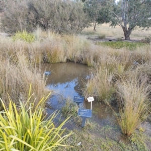 FrogWatch survey at NAS100: STEP Dam Lot 100 - 30 Jun 2021