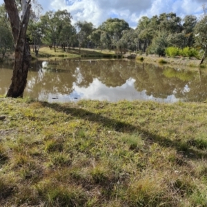 FrogWatch survey at NAD034: Cork Oak Dam Lot 34 - 30 Jun 2021