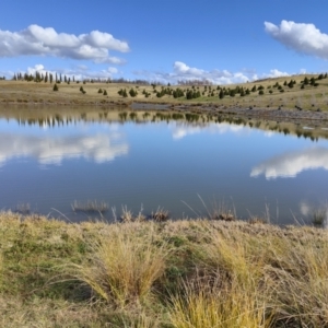 FrogWatch survey at NAD011: Arboretum Main Dam - 30 Jun 2021