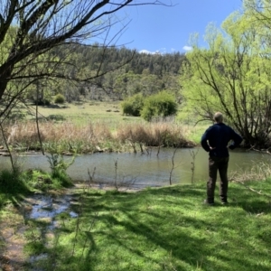 FrogWatch survey at COO350: Cooma Ck @ North Ridge - 6 Oct 2021