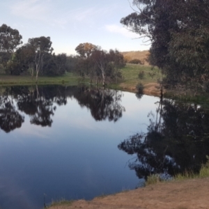 FrogWatch survey at CMC600: Mt Neighbor Dam - 11 Oct 2021