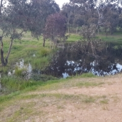 FrogWatch survey at CMC600: Mt Neighbor Dam - 21 Oct 2021