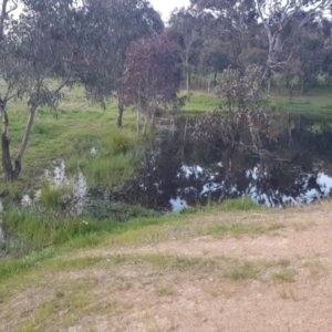 FrogWatch survey at CMC600: Mt Neighbor Dam - 21 Oct 2021