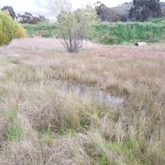 FrogWatch survey at CMC700: Kambah BMX Park - 19 Oct 2021