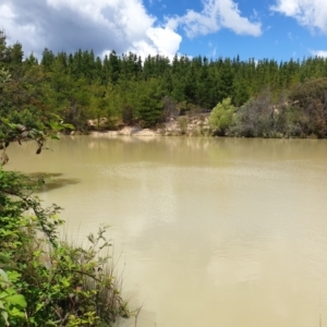 FrogWatch survey at CAV100: Caves Quarry Dam - 24 Oct 2021