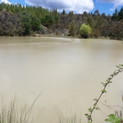 FrogWatch survey at CAV100: Caves Quarry Dam - 24 Oct 2021