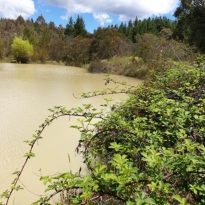 FrogWatch survey at CAV100: Caves Quarry Dam - 24 Oct 2021