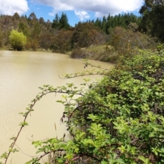 FrogWatch survey at CAV100: Caves Quarry Dam - 24 Oct 2021