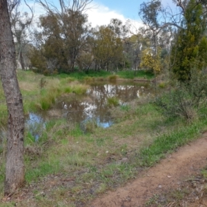 FrogWatch survey at PAI200: Wildflower Triangle Dam - 2 Oct 2021