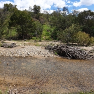 FrogWatch survey at PCF003: Pierces Ck Near Sediment Side - 24 Oct 2021