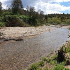 FrogWatch survey at PCF003: Pierces Ck Near Sediment Side - 24 Oct 2021