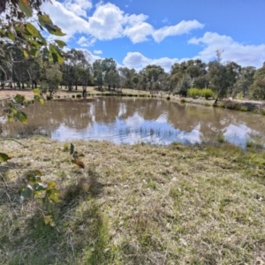 FrogWatch survey at NAD034: Cork Oak Dam Lot 34 - 25 Aug 2021