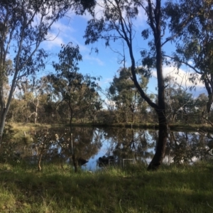 FrogWatch survey at HAL005: TSR Dam W of Barton HWY - 22 Oct 2021