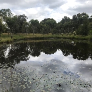 FrogWatch survey at NAD034: Cork Oak Dam Lot 34 - 5 Jan 2022