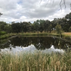 FrogWatch survey at NAD034: Cork Oak Dam Lot 34 - 5 Jan 2022