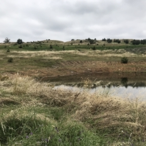 FrogWatch survey at NAD036: Larch Dam Forest 36 - 26 Jan 2022