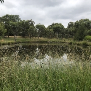 FrogWatch survey at NAD034: Cork Oak Dam Lot 34 - 26 Jan 2022