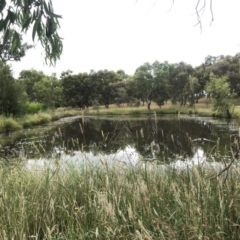 FrogWatch survey at NAD034: Cork Oak Dam Lot 34 - 26 Jan 2022