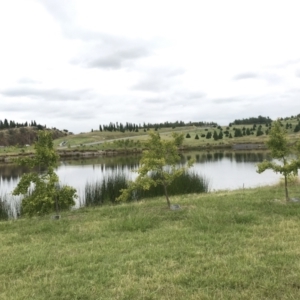 FrogWatch survey at NAD011: Arboretum Main Dam - 26 Jan 2022